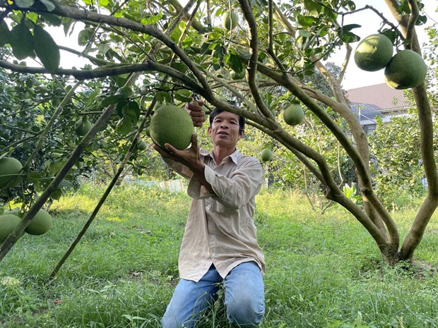 巴地头顿省4个柚子种植区满足出口到美国的标准 ảnh 2 巴地头顿省4个柚子种植区满足出口到美国的标准 ảnh 2
