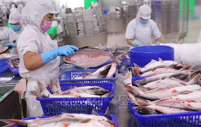 今年前5月越南水产品出口额同比增长42% ảnh 1 今年前5月越南水产品出口额同比增长42% ảnh 1