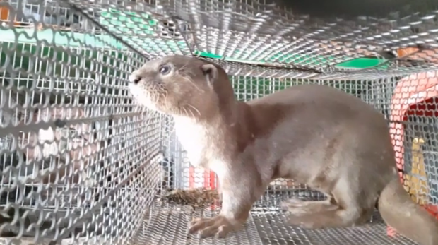 越南人民大力支持关闭野生动物交易市场 ảnh 1