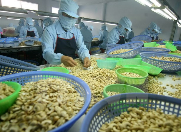 2017年越南腰果对欧盟出口额有望达10亿美元 ảnh 1