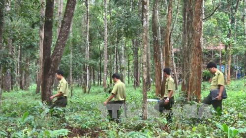 西原地区力争实现新造林面积达1.25万多公顷的目标 ảnh 1 西原地区力争实现新造林面积达1.25万多公顷的目标 ảnh 1