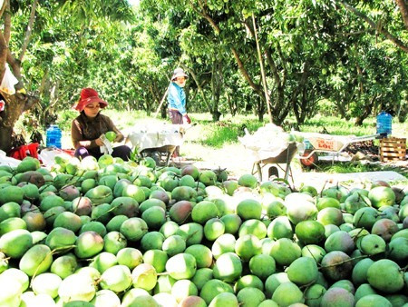 越南庆和省拟建高科技农业园区 ảnh 1 越南庆和省拟建高科技农业园区 ảnh 1