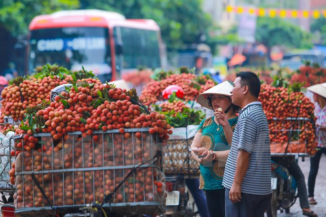 2017年越南北江荔枝销售促进会在中国举行 ảnh 1 2017年越南北江荔枝销售促进会在中国举行 ảnh 1