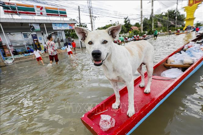 泰国遭遇暴雨洪水袭击导致数万人撤离 ảnh 2