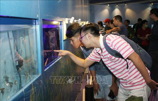 2019年第四届胡志明市观赏鱼展览会正式开幕 ảnh 1 2019年第四届胡志明市观赏鱼展览会正式开幕 ảnh 1