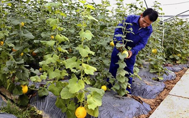 宁平省将开展新农村建设目标计划与可持续扶贫计划相结合 ảnh 1 宁平省将开展新农村建设目标计划与可持续扶贫计划相结合 ảnh 1