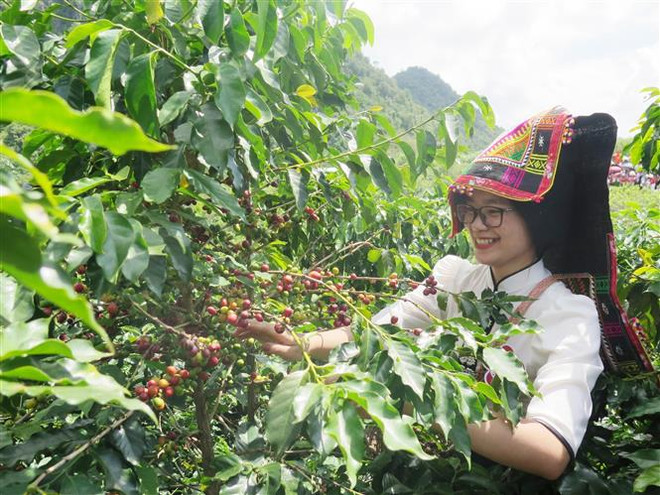 2022年山罗市咖啡节热闹非凡 ảnh 1 2022年山罗市咖啡节热闹非凡 ảnh 1