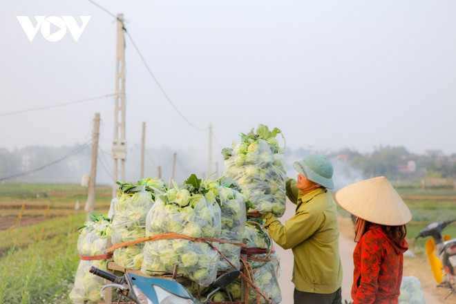 北江省以有机为方向扩大农业生产面积 ảnh 2