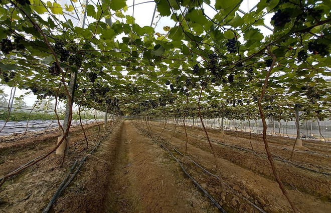 北宁省着力推动高科技农业发展 ảnh 1