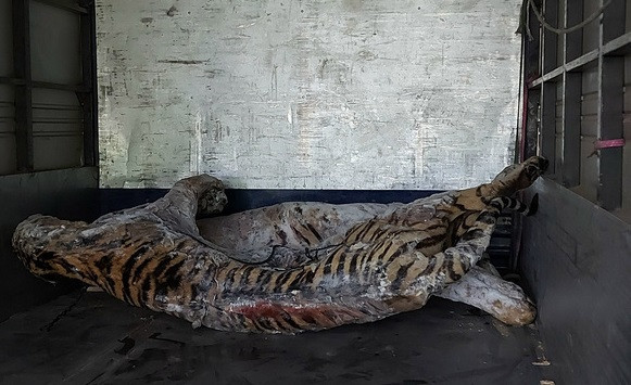 越南自然博物馆接收九只老虎标本用于展览和研究 ảnh 1 越南自然博物馆接收九只老虎标本用于展览和研究 ảnh 1