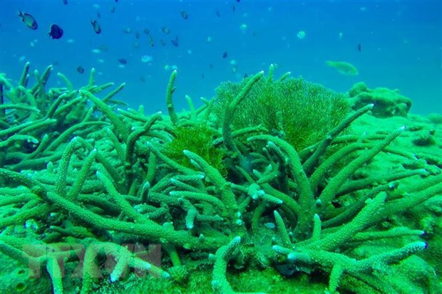 东亚海地区各国强化应对塑料污染和保护海洋生态的合作 ảnh 1 东亚海地区各国强化应对塑料污染和保护海洋生态的合作 ảnh 1