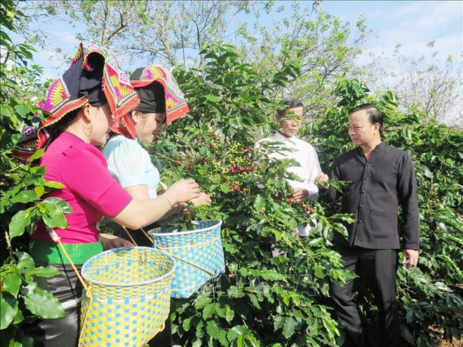 努力提升山罗咖啡品牌知名度逐步征服质量要求苛刻的市场 ảnh 1 努力提升山罗咖啡品牌知名度逐步征服质量要求苛刻的市场 ảnh 1