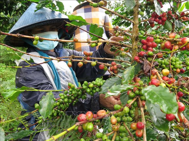 德国媒体报道气候变化对越南咖啡种植的影响 ảnh 1 德国媒体报道气候变化对越南咖啡种植的影响 ảnh 1