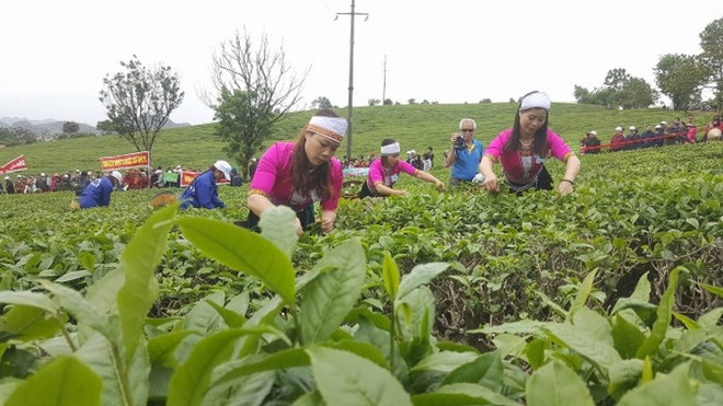 2018年第三次木州茶叶节有助于打造木州名茶品牌 ảnh 2 2018年第三次木州茶叶节有助于打造木州名茶品牌 ảnh 2