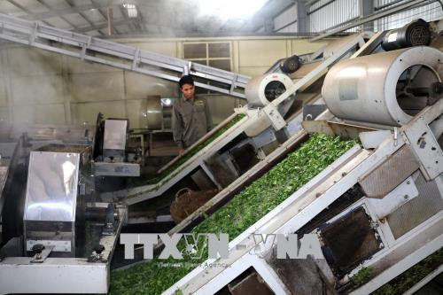 黄龙茶叶出口加工厂正式竣工投产 ảnh 2 黄龙茶叶出口加工厂正式竣工投产 ảnh 2