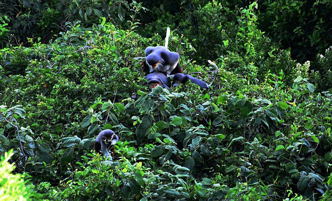 平定省出资保护生物多样性 ảnh 1 平定省出资保护生物多样性 ảnh 1