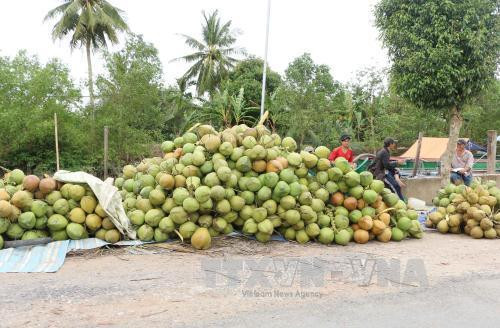 茶荣省协助企业升级椰子价值链 ảnh 1