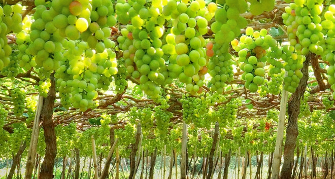 宁顺——越南亲切且颇具吸引力的旅游目的地 ảnh 1 宁顺——越南亲切且颇具吸引力的旅游目的地 ảnh 1