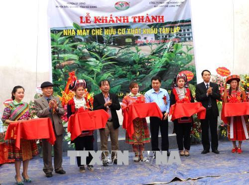 黄龙茶叶出口加工厂正式竣工投产 ảnh 1 黄龙茶叶出口加工厂正式竣工投产 ảnh 1