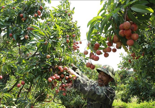 数百个中国商人月底将赴北江考察和收购荔枝 ảnh 1 数百个中国商人月底将赴北江考察和收购荔枝 ảnh 1