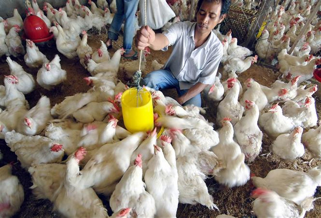印尼首次对新加坡出口活鸡 ảnh 1