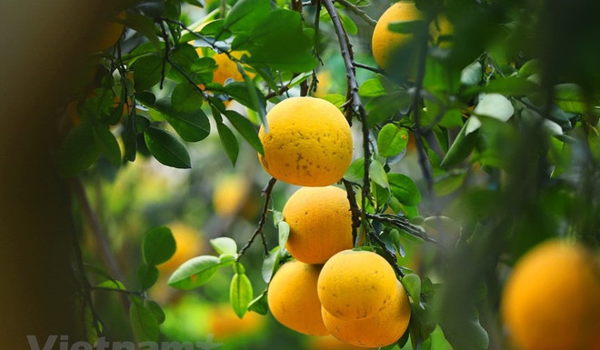 美国为越南柚子产品打开市场大门 ảnh 1 美国为越南柚子产品打开市场大门 ảnh 1