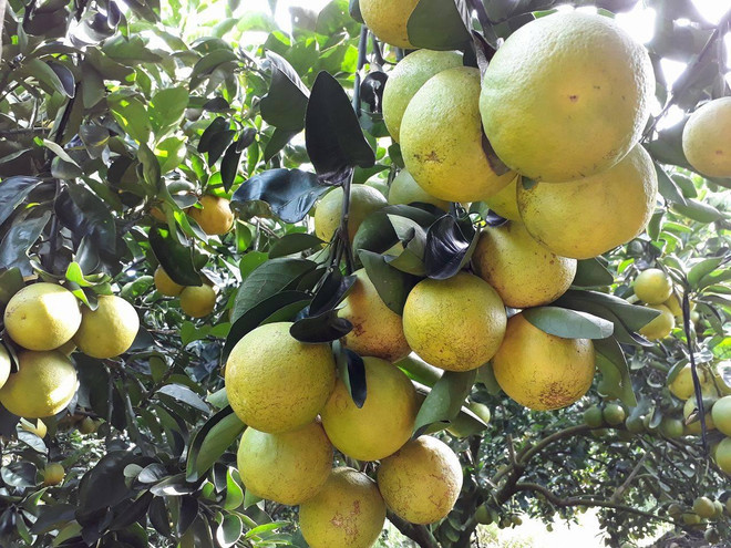 同塔省来翁县蜜橘春节正当采摘时 ảnh 1 同塔省来翁县蜜橘春节正当采摘时 ảnh 1