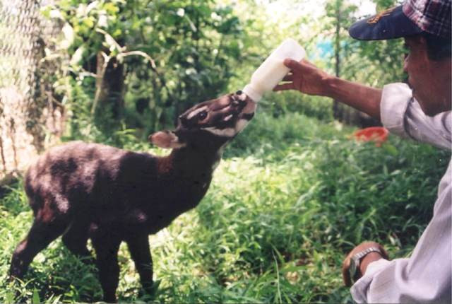 加强国际合作 促进濒危野生动物保护 ảnh 1