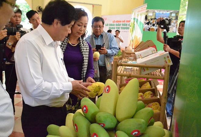 为越南庆和省芒果进入美国市场铺平道路 ảnh 1 为越南庆和省芒果进入美国市场铺平道路 ảnh 1