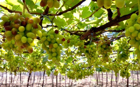 2019年宁顺葡萄和葡萄酒节将吸引大量游客 ảnh 1 2019年宁顺葡萄和葡萄酒节将吸引大量游客 ảnh 1