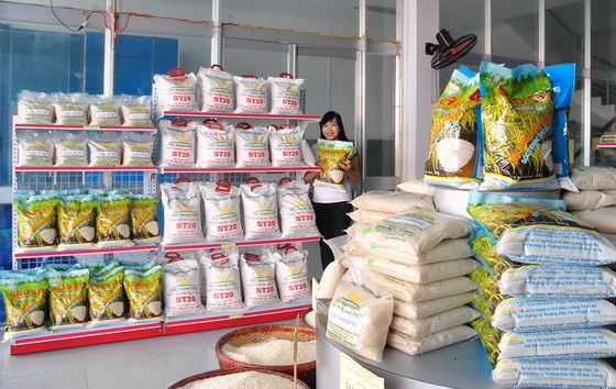 越南朔庄香米—世界三大最好大米获国内外市场的青睐 ảnh 1 越南朔庄香米—世界三大最好大米获国内外市场的青睐 ảnh 1