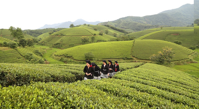 富寿省举行多项刺激旅游需求的活动 推动旅游业发展 ảnh 1 富寿省举行多项刺激旅游需求的活动 推动旅游业发展 ảnh 1