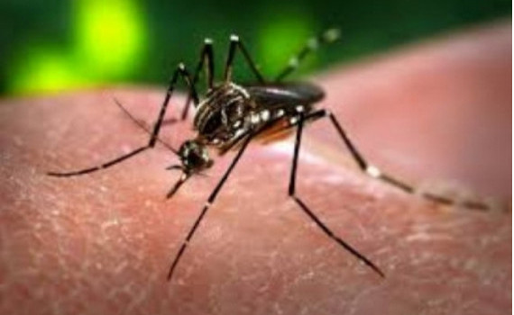 老挝新增54例登革热病例和一例死亡 ảnh 1