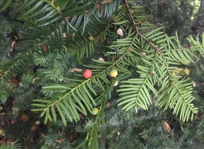 清化省浦良自然保护区成功保护珍贵稀有的华南五针松和红豆杉 ảnh 2 清化省浦良自然保护区成功保护珍贵稀有的华南五针松和红豆杉 ảnh 2