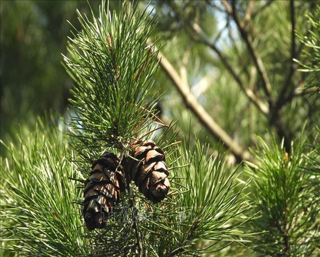 清化省浦良自然保护区成功保护珍贵稀有的华南五针松和红豆杉 ảnh 1 清化省浦良自然保护区成功保护珍贵稀有的华南五针松和红豆杉 ảnh 1