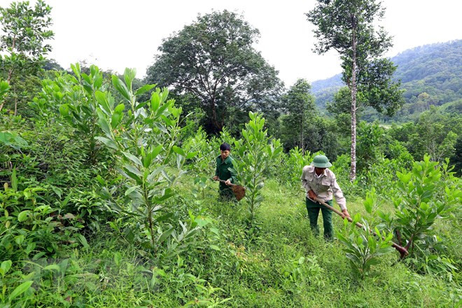 全国补植林地面积为5.6952万公顷 ảnh 1 全国补植林地面积为5.6952万公顷 ảnh 1