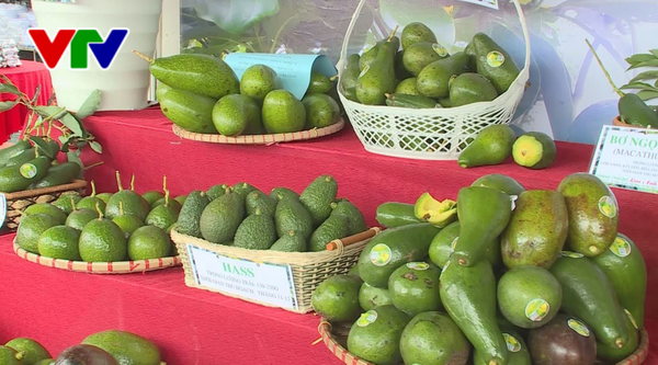 好吃牛油果比赛在得农省举行 ảnh 1