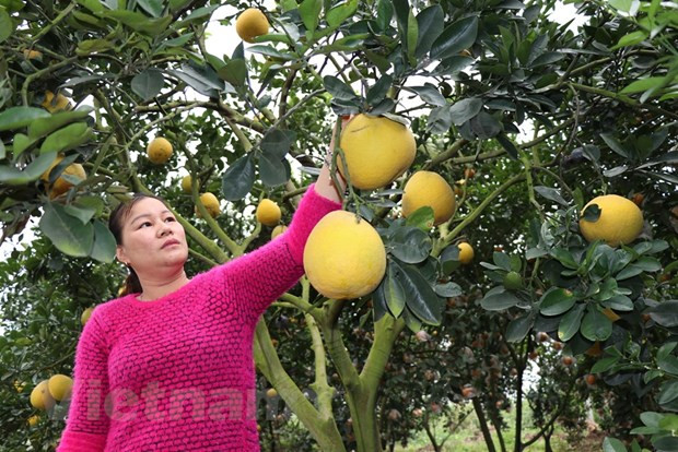 越南农业解决瓶颈 振翅飞翔 ảnh 3 越南农业解决瓶颈 振翅飞翔 ảnh 3