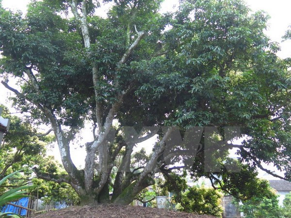 越南海阳省青河县古荔枝树创越南纪录 ảnh 1 越南海阳省青河县古荔枝树创越南纪录 ảnh 1