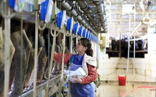 越南在俄展开工业规模化奶牛养殖及乳制品加工项目 ảnh 1