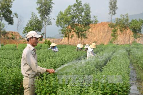 岘港市开始忙碌起来准备种植春节时花 ảnh 2 岘港市开始忙碌起来准备种植春节时花 ảnh 2