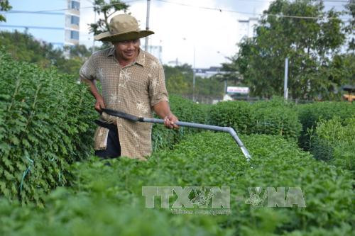 岘港市开始忙碌起来准备种植春节时花 ảnh 1 岘港市开始忙碌起来准备种植春节时花 ảnh 1