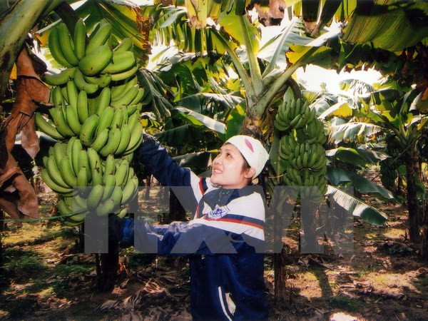 越南兴安省快州香蕉获得集体商标保护证书 ảnh 1