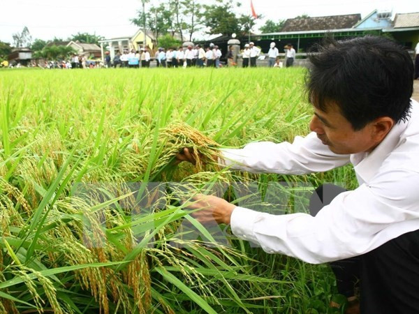 2016年越南水稻种植面积将减少10万公顷 ảnh 1 2016年越南水稻种植面积将减少10万公顷 ảnh 1