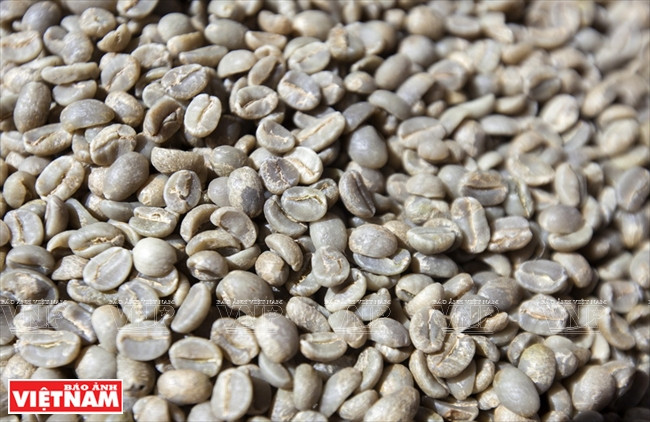 哥霍族人的清洁咖啡品牌“K’Ho Coffee” ảnh 4 哥霍族人的清洁咖啡品牌“K’Ho Coffee” ảnh 4