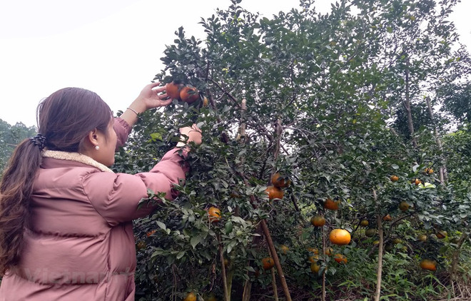 补橙子——香山山区的主要农产品 ảnh 1 补橙子——香山山区的主要农产品 ảnh 1