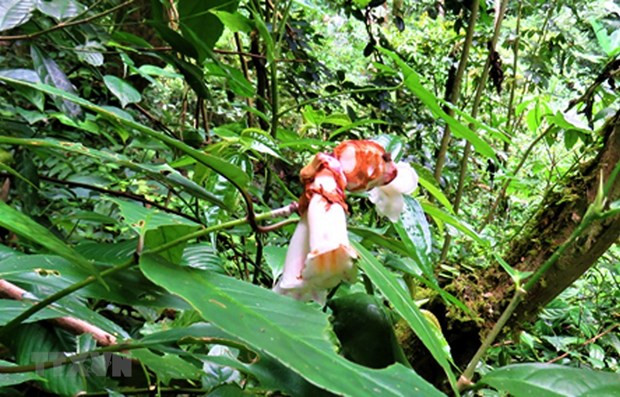 越南批准《2021-2030年生物多样性保护规划和2050年愿景》的规划方案 ảnh 1 越南批准《2021-2030年生物多样性保护规划和2050年愿景》的规划方案 ảnh 1