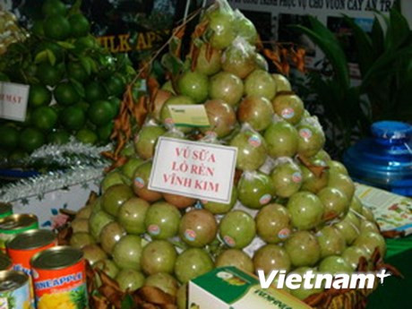 前江省即将向美国出口400吨金星果 ảnh 1 前江省即将向美国出口400吨金星果 ảnh 1