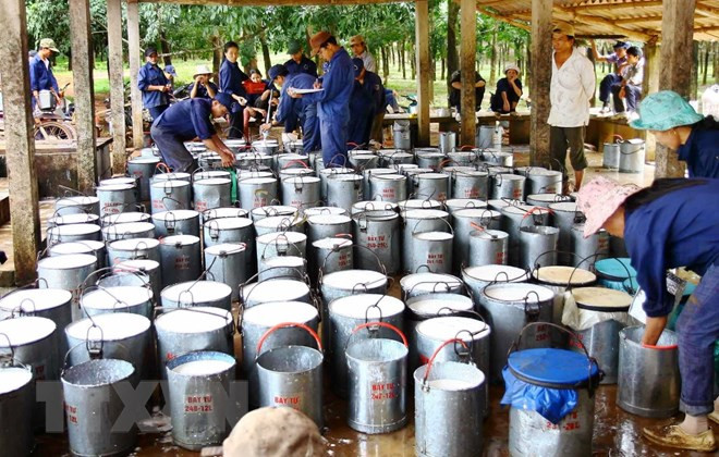 2018年10月中国保持越南橡胶最大出口市场地位 ảnh 1