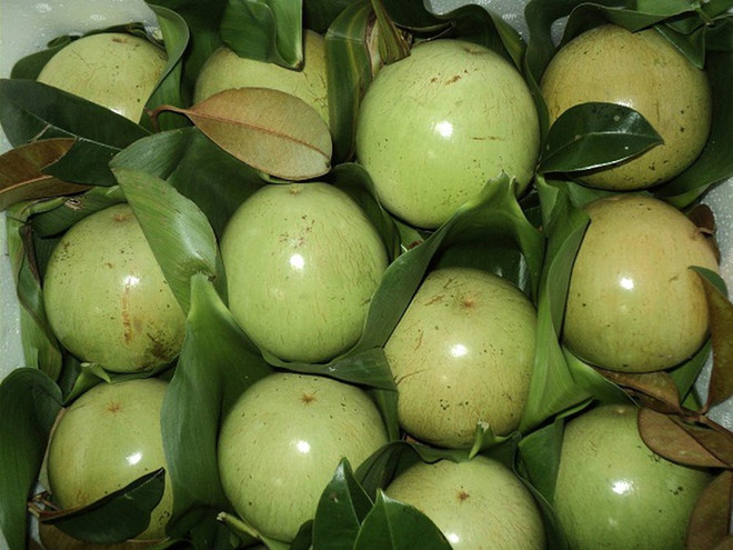 前江省即将向美国出口400吨金星果 ảnh 2 前江省即将向美国出口400吨金星果 ảnh 2